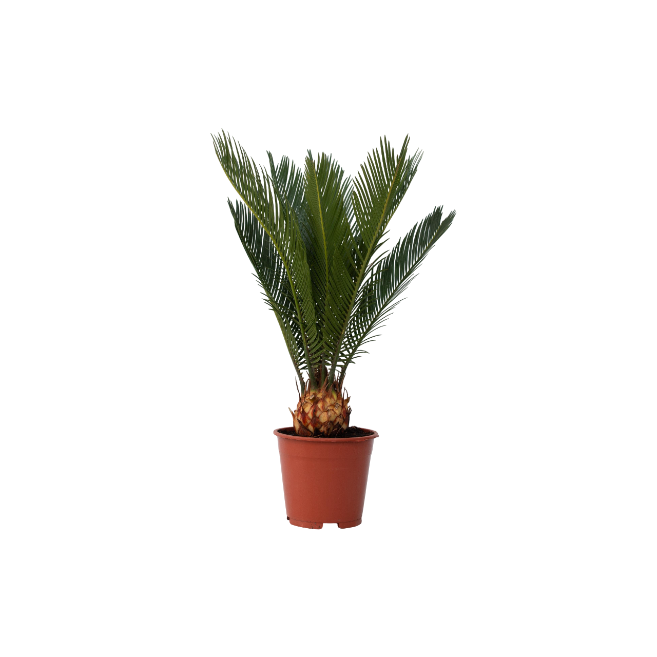 Plant In A Box - Sagou du Japon - Cycas revoluta - Hauteur 45-60cm - ⌀15cm