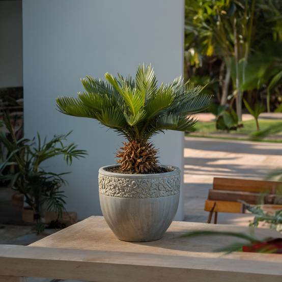 Plant In A Box - Sagou du Japon - Cycas revoluta - Hauteur 45-60cm - ⌀15cm - Image 2