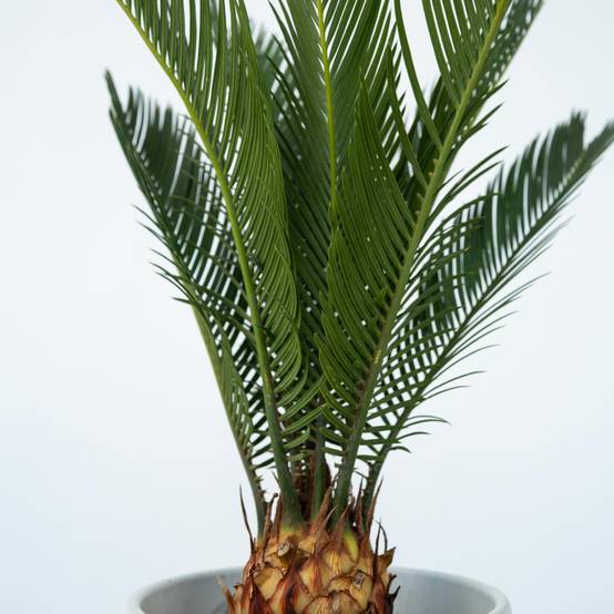 Plant In A Box - Sagou du Japon - Cycas revoluta - Hauteur 45-60cm - ⌀15cm - Image 4