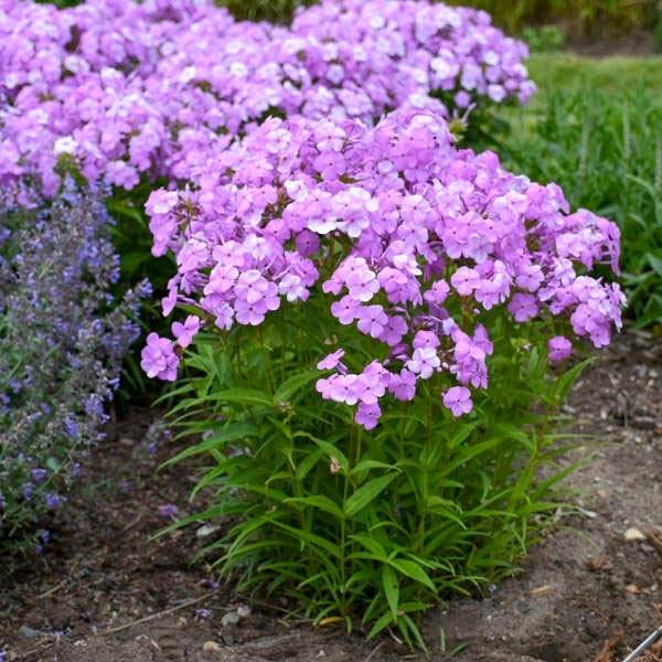 Phlox Fashionably Early Flamingo - Phlox hybride Godet de 8/9 cm