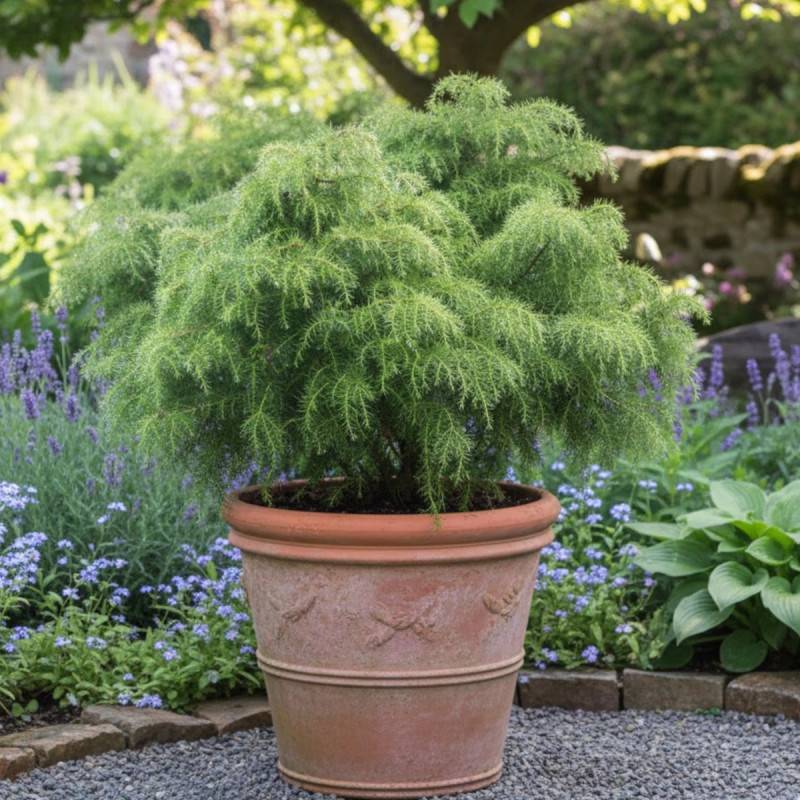 Cèdre du Japon Elegans Viridis, Cryptomeria - Pot de 3L - 20/40 cm - Imagen 5