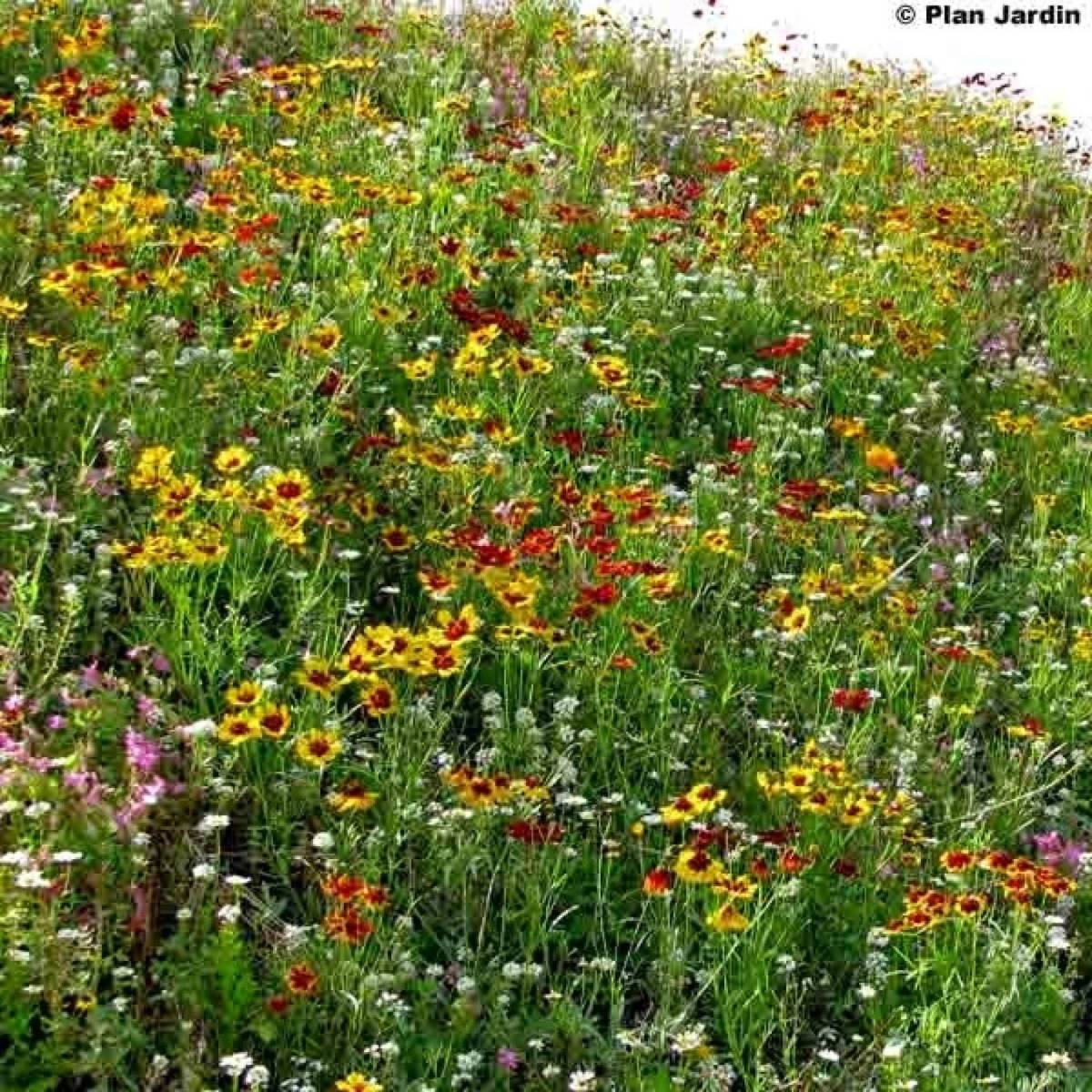 Promesse de Fleurs - Mélange pour terrain difficile  pour 3 m?