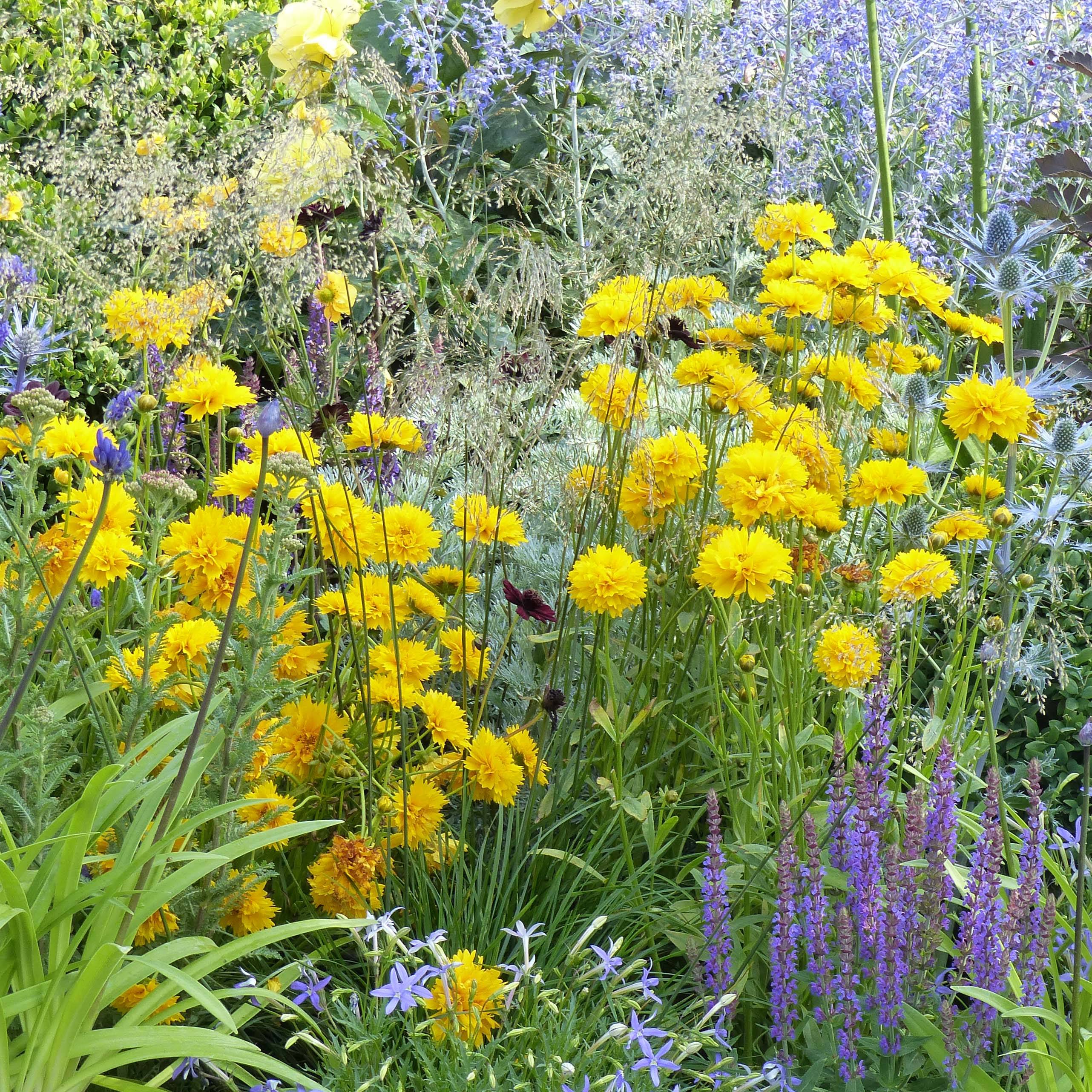 Promesse de Fleurs - Coreopsis alpinus Early Sunrise Godet de 7/8 cm