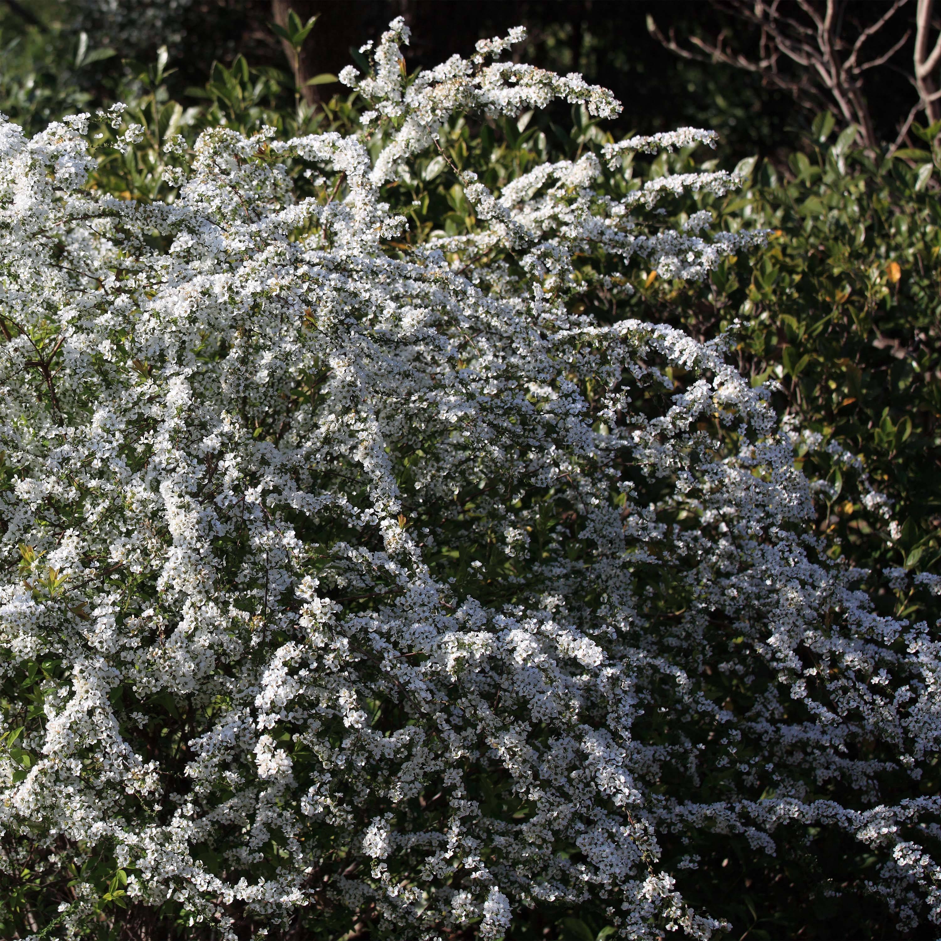 Spiraea thunbergii - Spirée de Thunberg Petites Racines nues