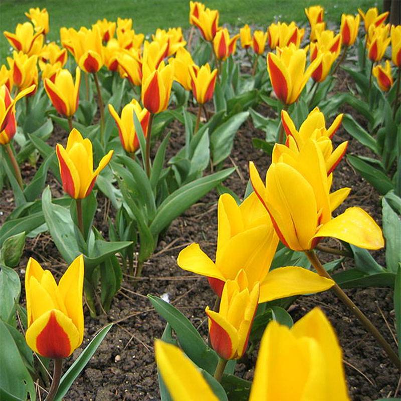 Promesse de Fleurs - Tulipe botanique kaufmanniana Goudstuck Bulbe calibre 11+ (par 10)