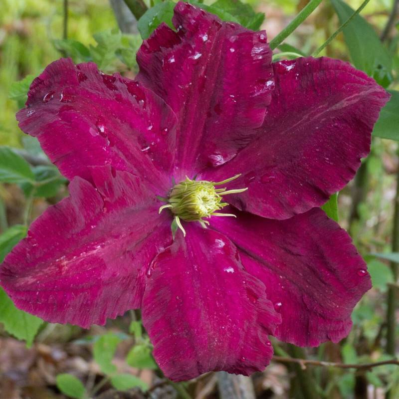 Clématite Niobe à fleurs Rouge - feuillage Caduc - Pot de 3L - Echelle bambou 60/120 cm-  hauteur à maturité De 2,00 m à 2,50 m - Imagen 1