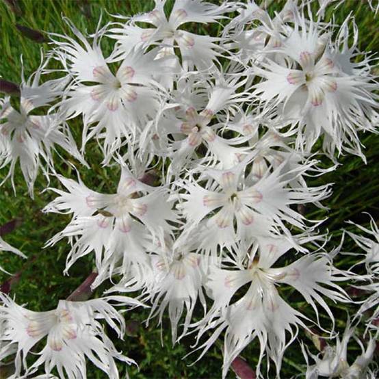 Dianthus arenarius - Oeillet des sables Godet de 8/9 cm
