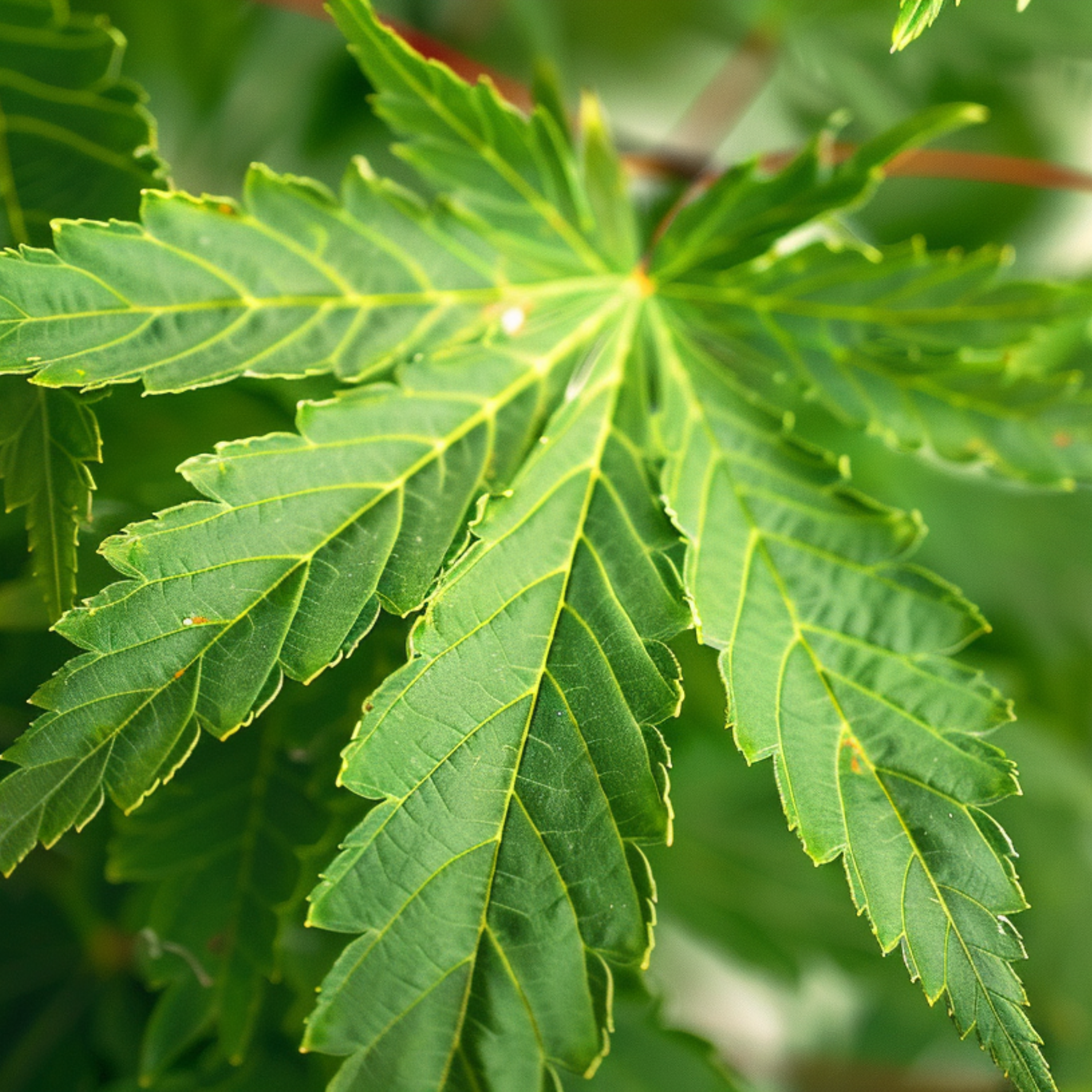 Érable du Japon - Lot de 4 - Acer palmatum 'Mix' - Hauteur 35-55cm - ⌀15cm - Image 5