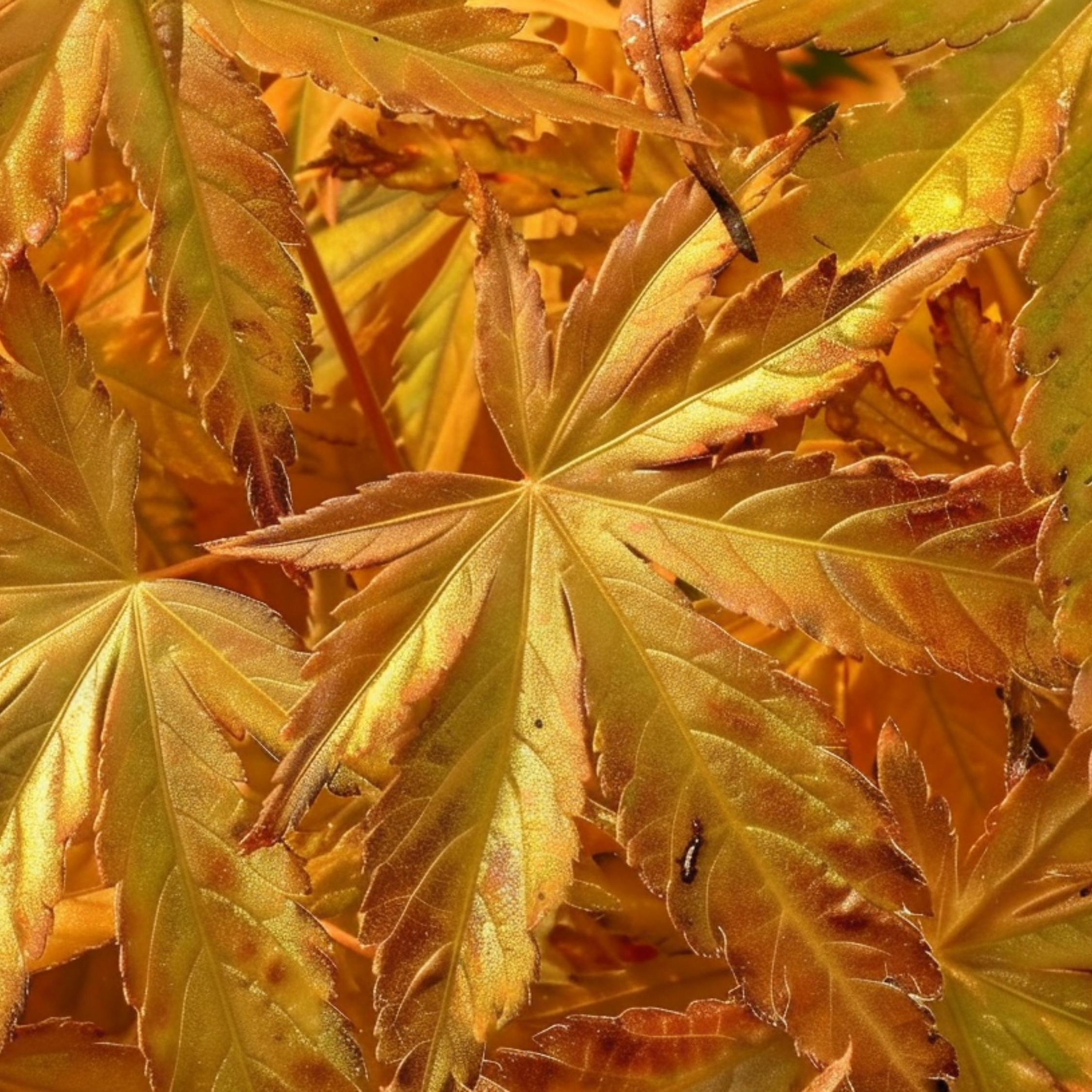 Érable du Japon - Lot de 4 - Acer palmatum 'Mix' - Hauteur 35-55cm - ⌀15cm - Image 4
