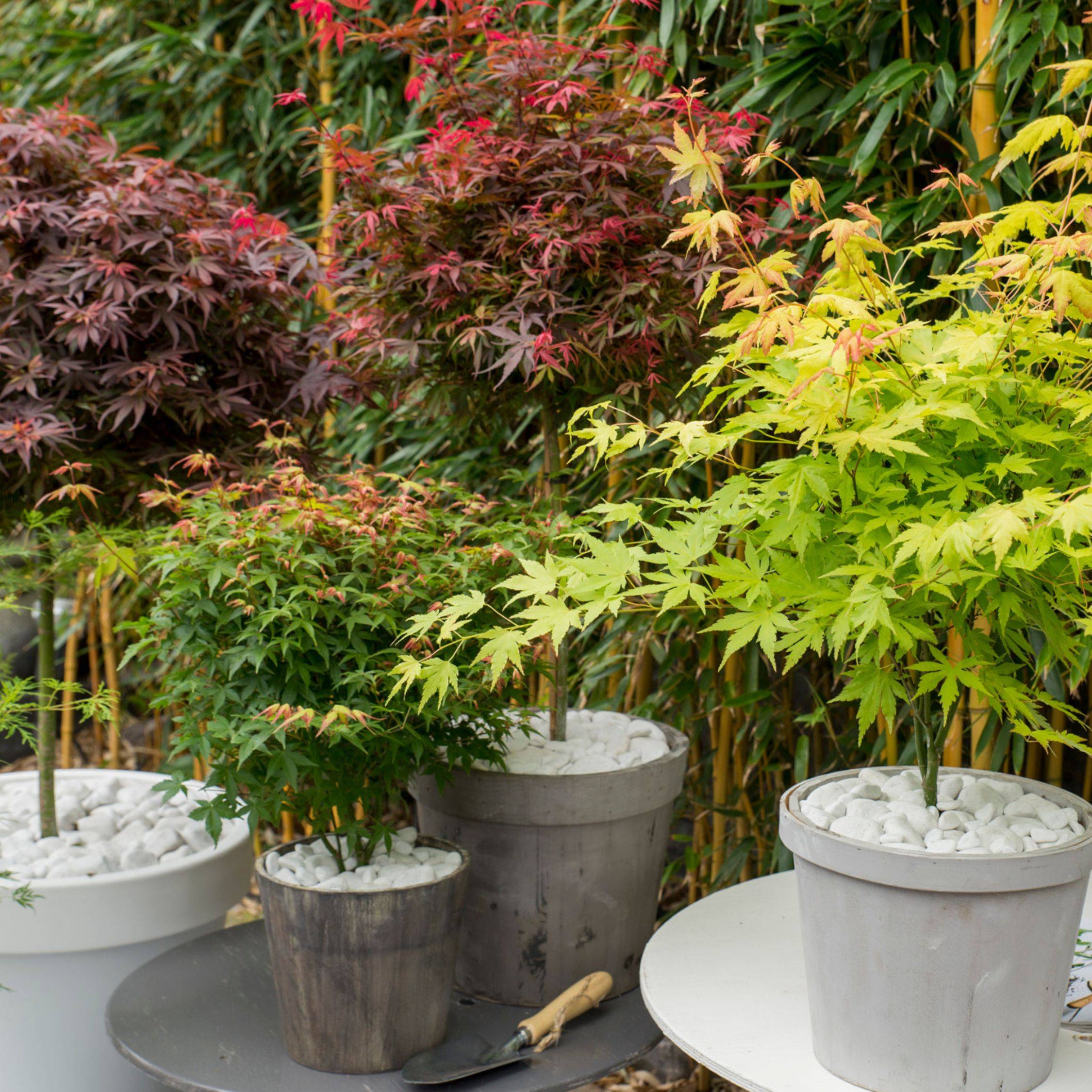 Érable du Japon - Lot de 4 - Acer palmatum 'Mix' - Hauteur 35-55cm - ⌀15cm - Image 3