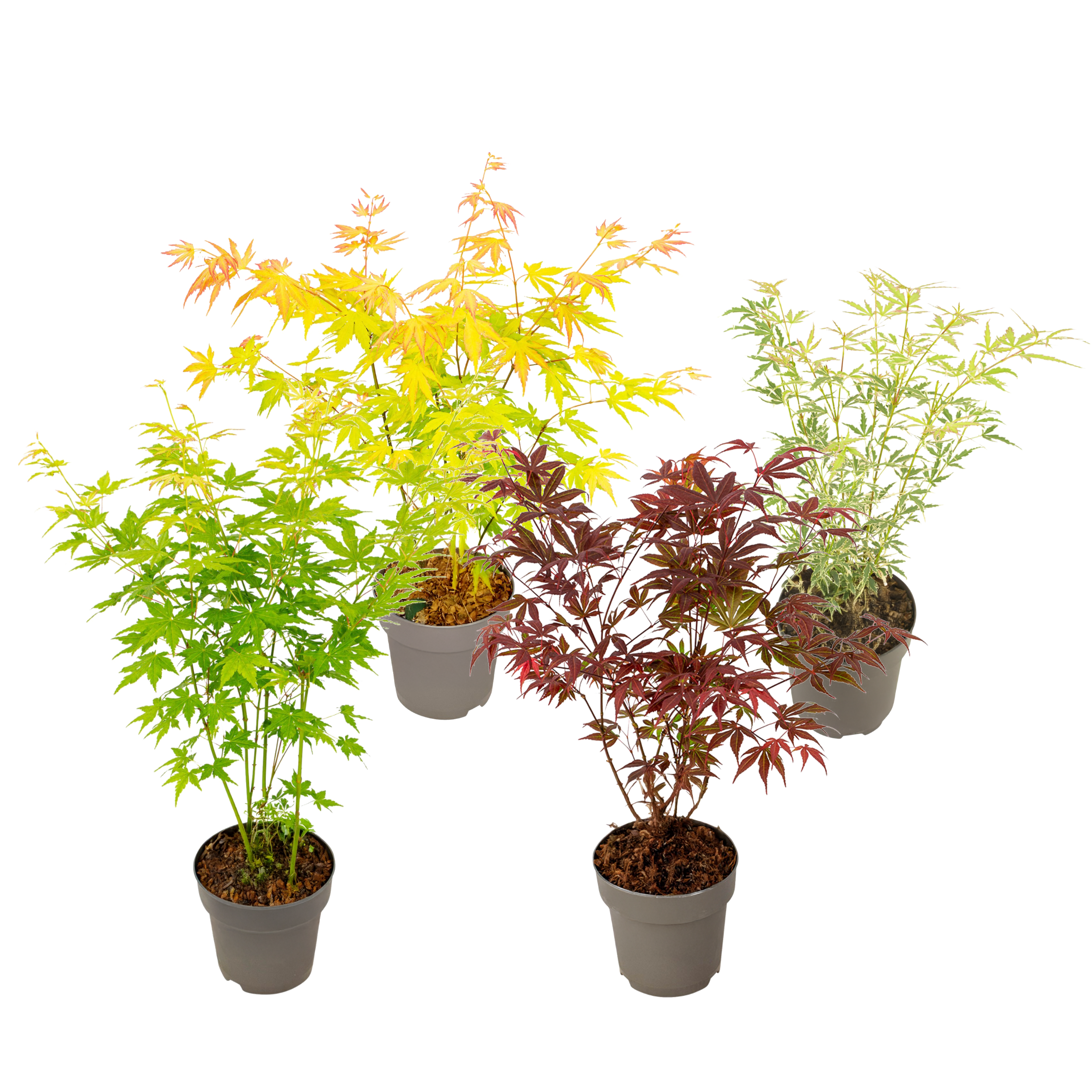 Érable du Japon - Lot de 4 - Acer palmatum 'Mix' - Hauteur 35-55cm - ⌀15cm - Image 1