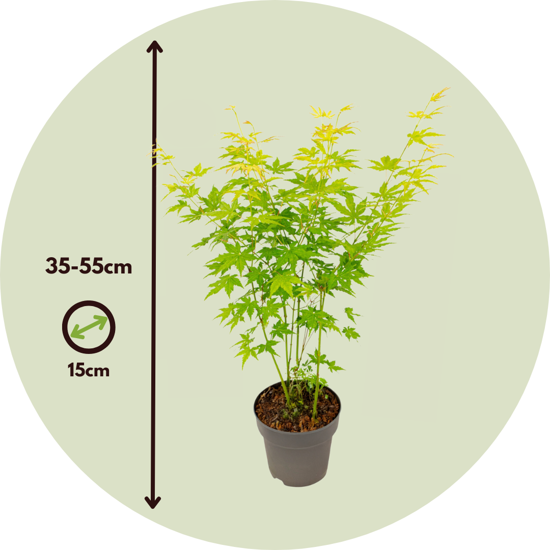 Érable du Japon - Lot de 4 - Acer palmatum 'Mix' - Hauteur 35-55cm - ⌀15cm - Image 6