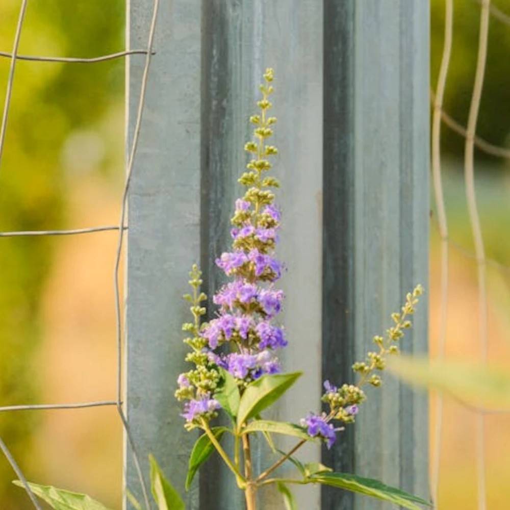 Arbre au poivre Laciniata, Vitex, Gattilier à fleurs Bleue/ - feuillage Caduc - Pot de 3L - 40/60 cm