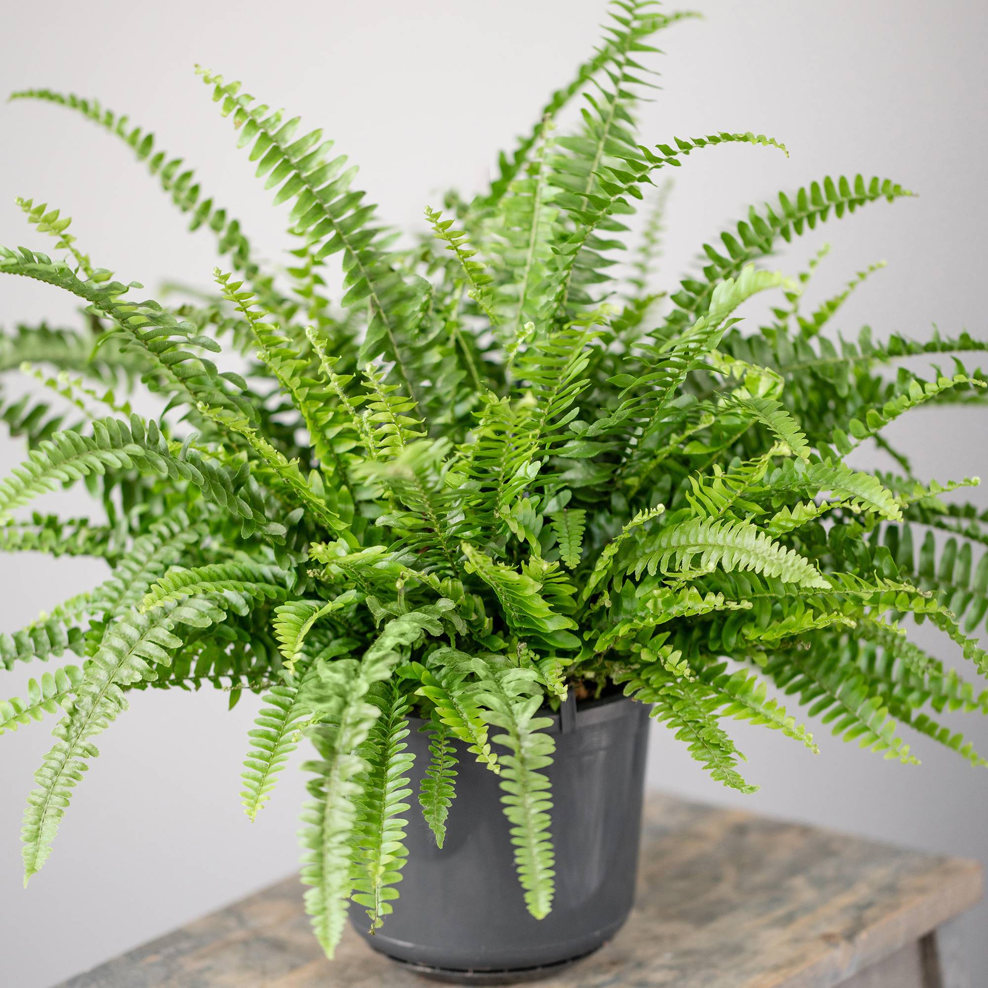 Gardenersdream - Fougère De Boston | Plante D'Intérieur À Feuillage Persistantes De Qualité Supérieure | De 25 À 35 Cm (Pot Inclus) - GardenersDream - Imagen 1