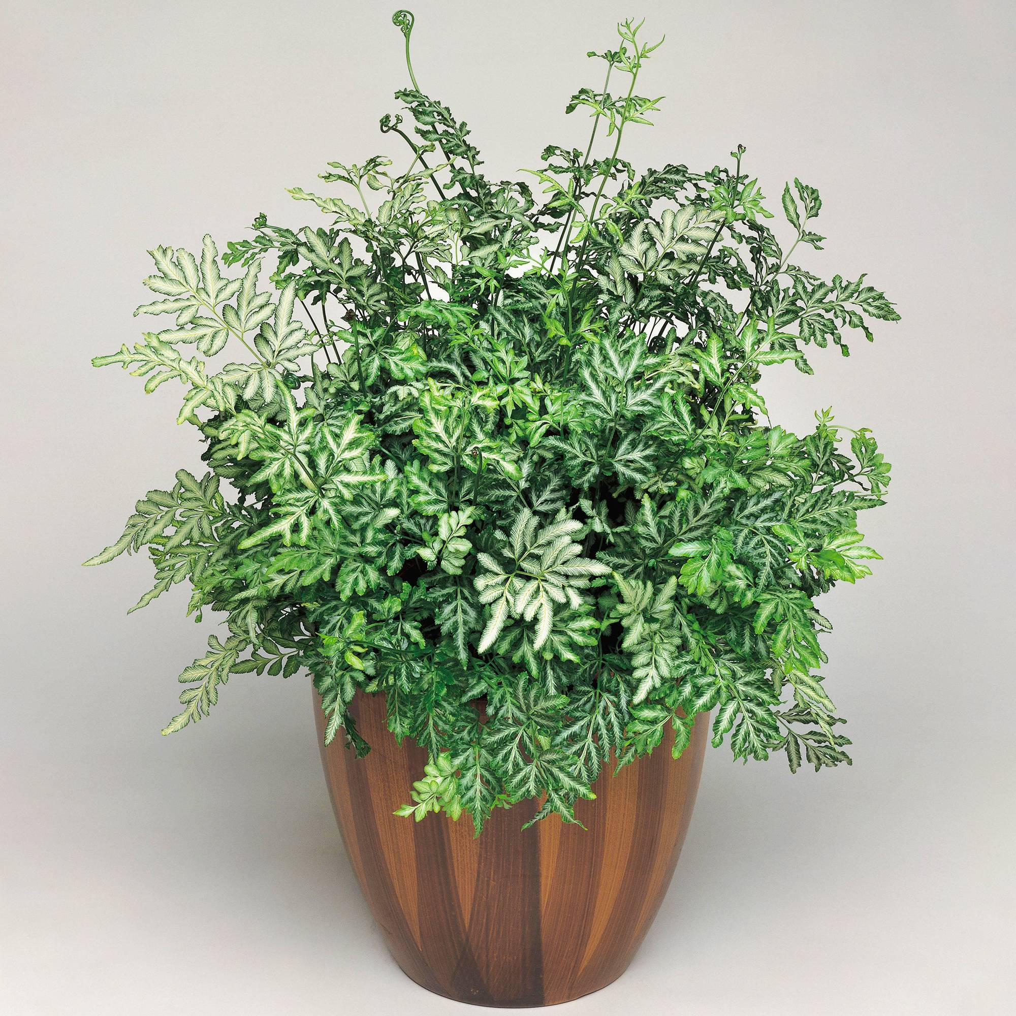 Gardenersdream - Pteris Evergemiensis - Fougère D’Intérieur | Plantes D'Intérieur (De 25 À 35 Cm Avec Pot) - GardenersDream - Imagen 1