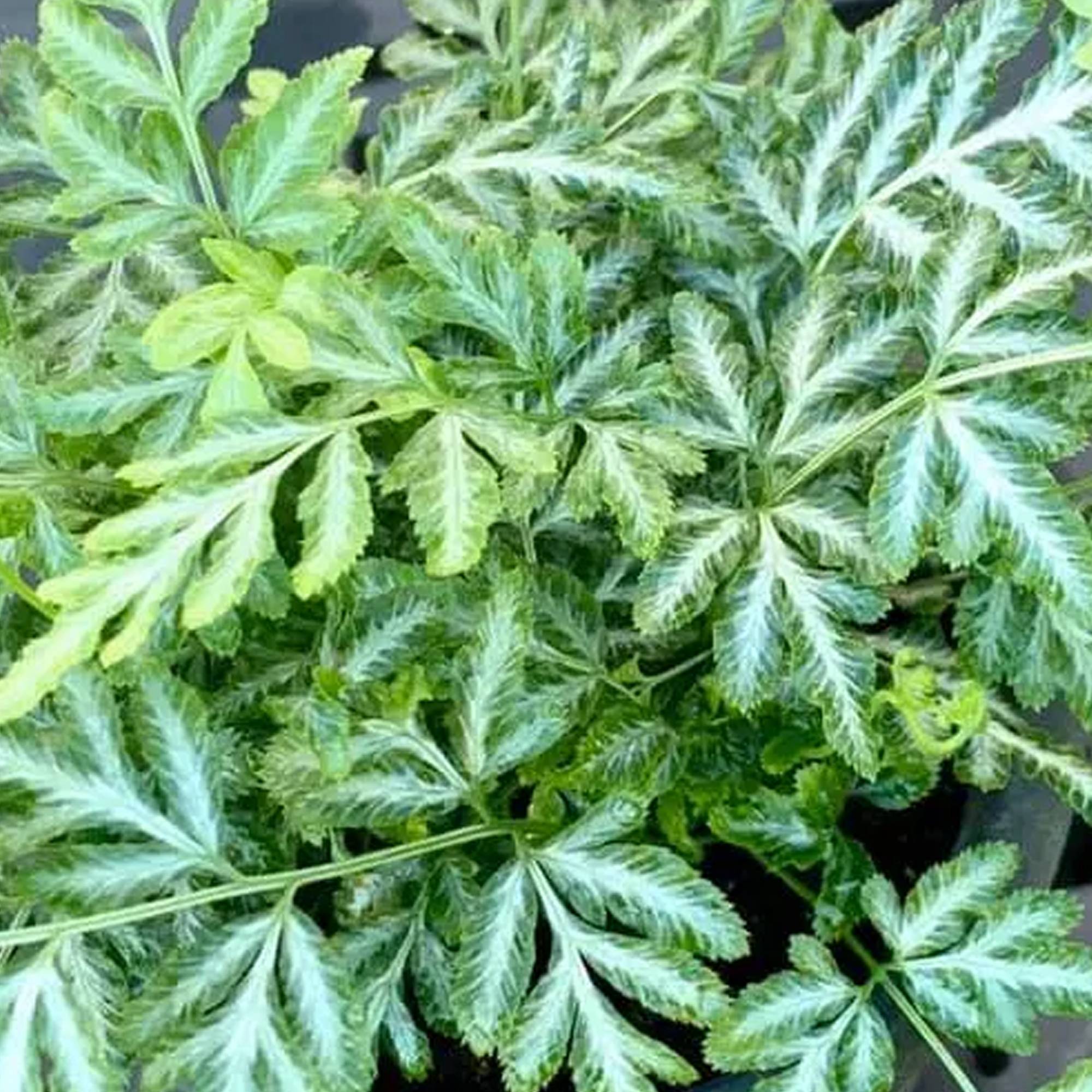 Gardenersdream - Pteris Evergemiensis - Fougère D’Intérieur | Plantes D'Intérieur (De 25 À 35 Cm Avec Pot) - GardenersDream - Imagen 3