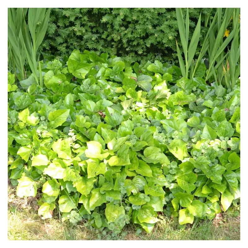 Lierre d'Alger non grimpant Bellecour® - Pot de 2L - 10/20 cm - Image 1