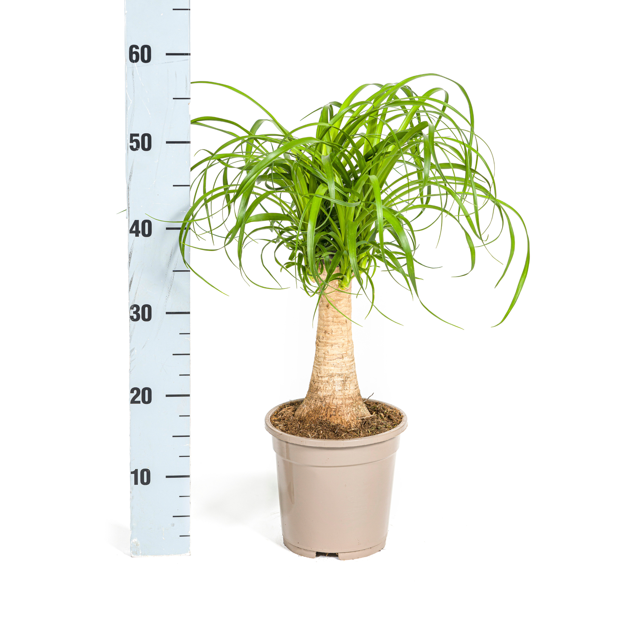 La Green Touch - Beaucarnea Recurvata Tige - D24 H80cm - Image 7