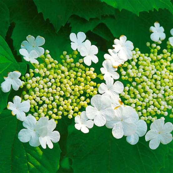 Viorne obier (Viburnum opulus) - Godet - Taille 13/25cm - Pépinières Naudet - Image 2