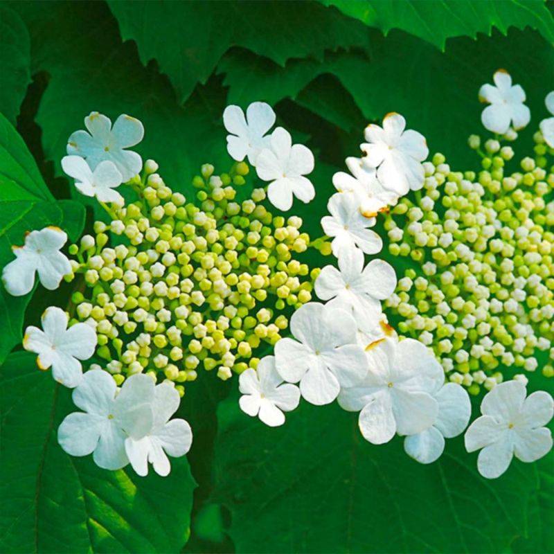 Viorne obier (Viburnum opulus) - Godet - Taille 13/25cm - Pépinières Naudet - Imagen 2