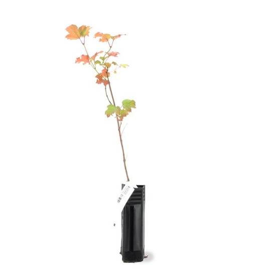 Viorne obier (Viburnum opulus) - Godet - Taille 13/25cm - Pépinières Naudet - Image 3