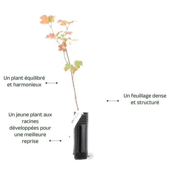 Viorne obier (Viburnum opulus) - Godet - Taille 13/25cm - Pépinières Naudet - Image 4