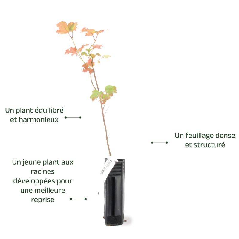 Viorne obier (Viburnum opulus) - Godet - Taille 13/25cm - Pépinières Naudet - Imagen 4