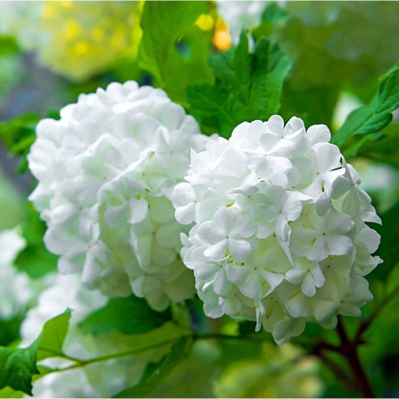 Viorne obier (Viburnum opulus) - Godet - Taille 13/25cm - Pépinières Naudet - Imagen 1