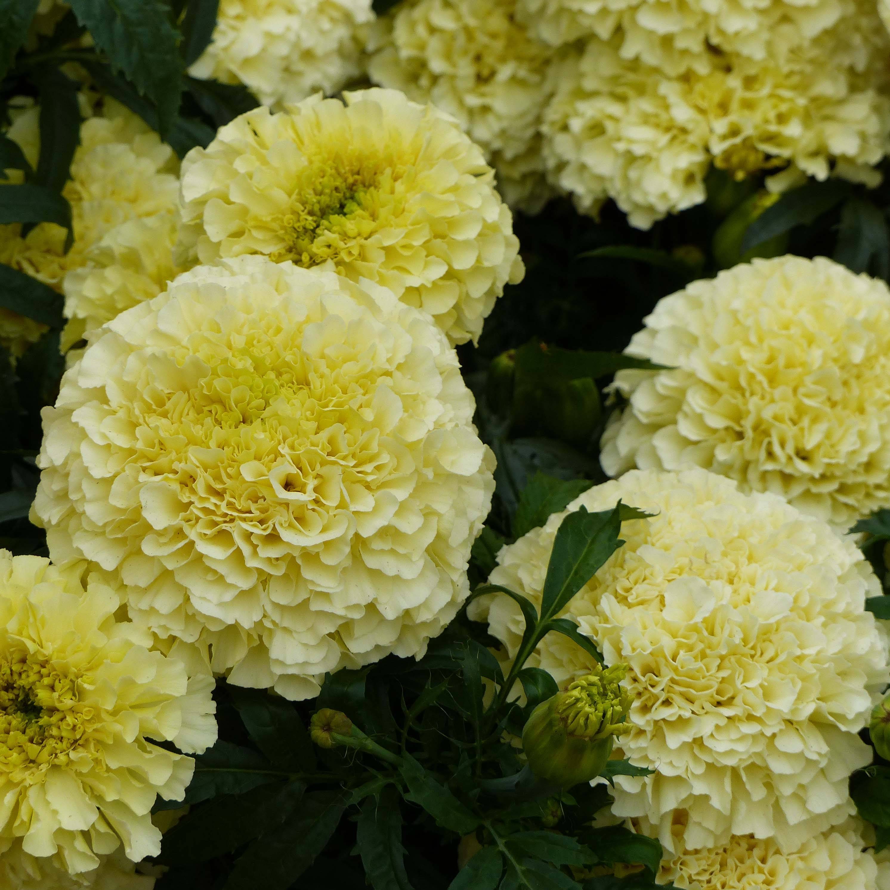 Rose d'Inde F1 Vanilla Mini-motte Ø 3/4 cm, Plant vert de 5 à 10 cm de haut (par 5)