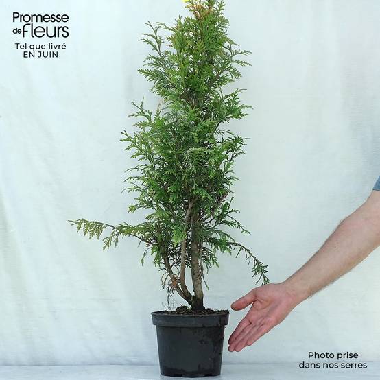 Promesse de Fleurs - Thuja plicata Excelsa Pot de 2L/3L - Image 2