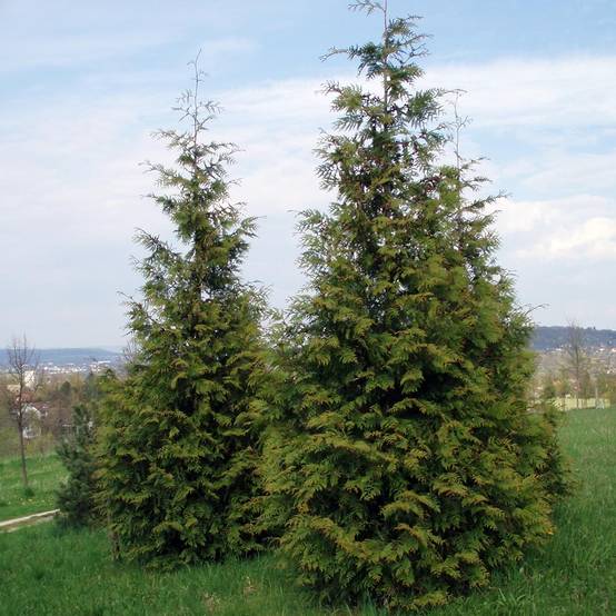 Promesse de Fleurs - Thuja plicata Excelsa Pot de 2L/3L - Image 1