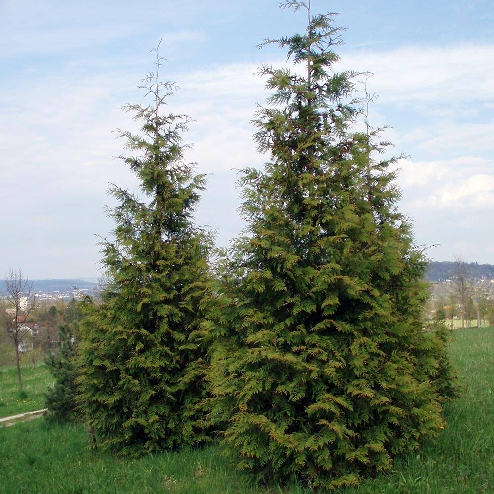 Promesse de Fleurs - Thuja plicata Excelsa Pot de 2L/3L - Image 1