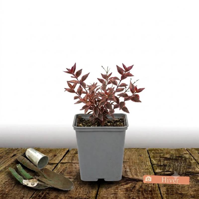 Abelia Sunny Charm® 'Minduo1', Abélia à grandes fleurs à fleurs Rose - feuillage Persistant - Godet - 5/20 cm-  hauteur à maturité De 0,50 m à 1,00 m - Imagen 5