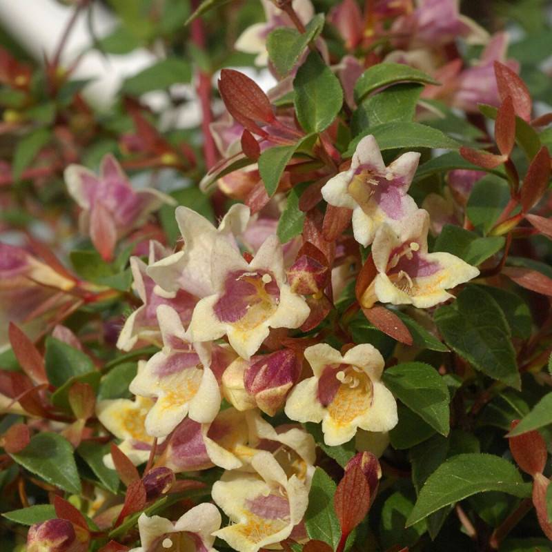 Abelia Sunny Charm® 'Minduo1', Abélia à grandes fleurs à fleurs Rose - feuillage Persistant - Godet - 5/20 cm-  hauteur à maturité De 0,50 m à 1,00 m - Imagen 1