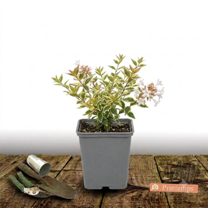 Abelia Sunny Charm® 'Minduo1', Abélia à grandes fleurs à fleurs Rose - feuillage Persistant - Godet - 5/20 cm-  hauteur à maturité De 0,50 m à 1,00 m - Imagen 2