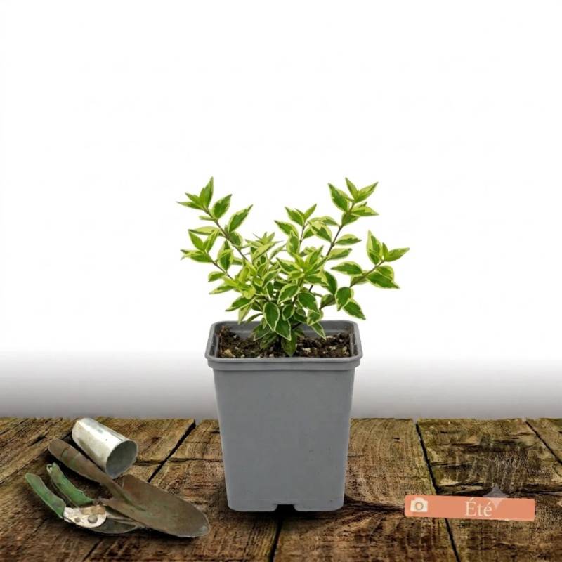 Abelia Sunny Charm® 'Minduo1', Abélia à grandes fleurs à fleurs Rose - feuillage Persistant - Godet - 5/20 cm-  hauteur à maturité De 0,50 m à 1,00 m - Imagen 3