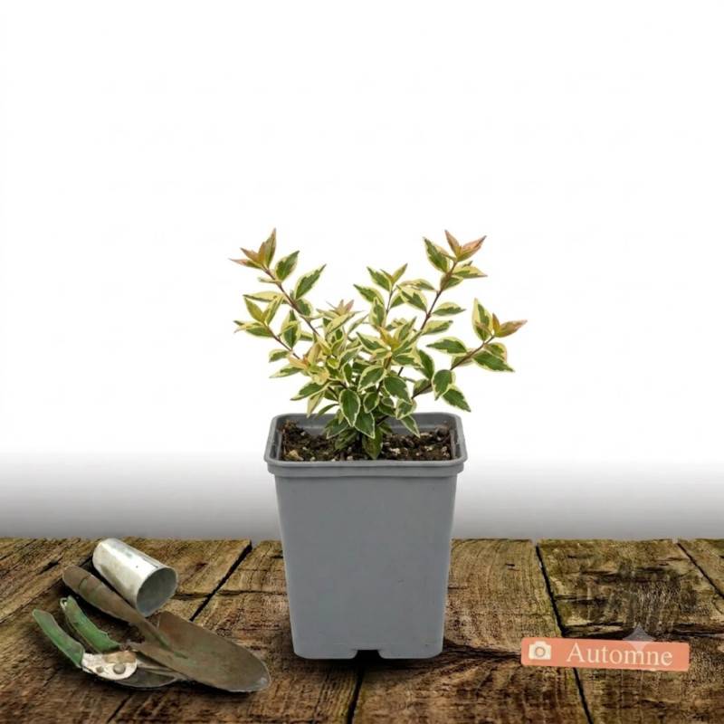 Abelia Sunny Charm® 'Minduo1', Abélia à grandes fleurs à fleurs Rose - feuillage Persistant - Godet - 5/20 cm-  hauteur à maturité De 0,50 m à 1,00 m - Imagen 4