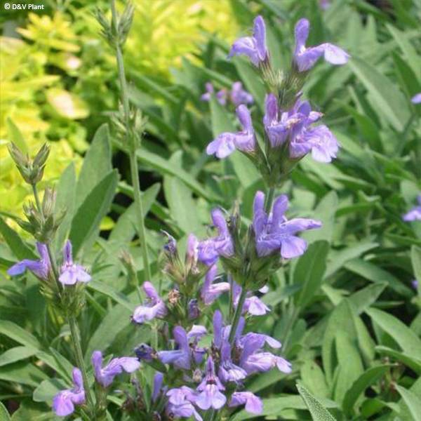 Salvia lavandulifolia - Sauge à feuilles de lavande Pot de 1,5L/2L