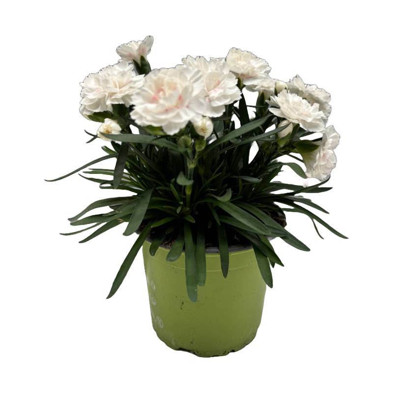 Oeillet fleuri blanc pot 13 cm