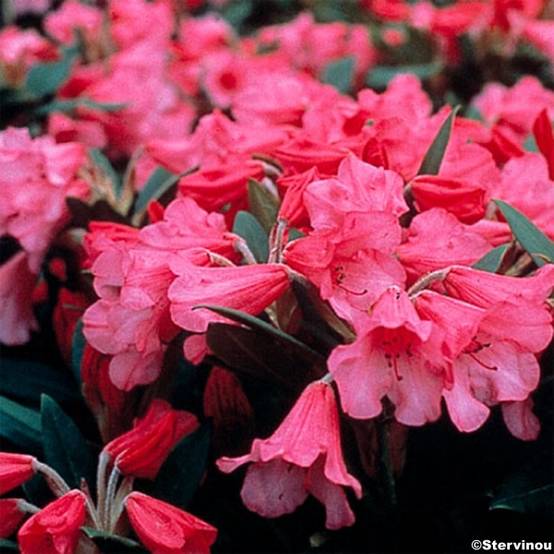 Rhododendron Winsome - Rhododendron nain Pot de 3L/4L - Image 1