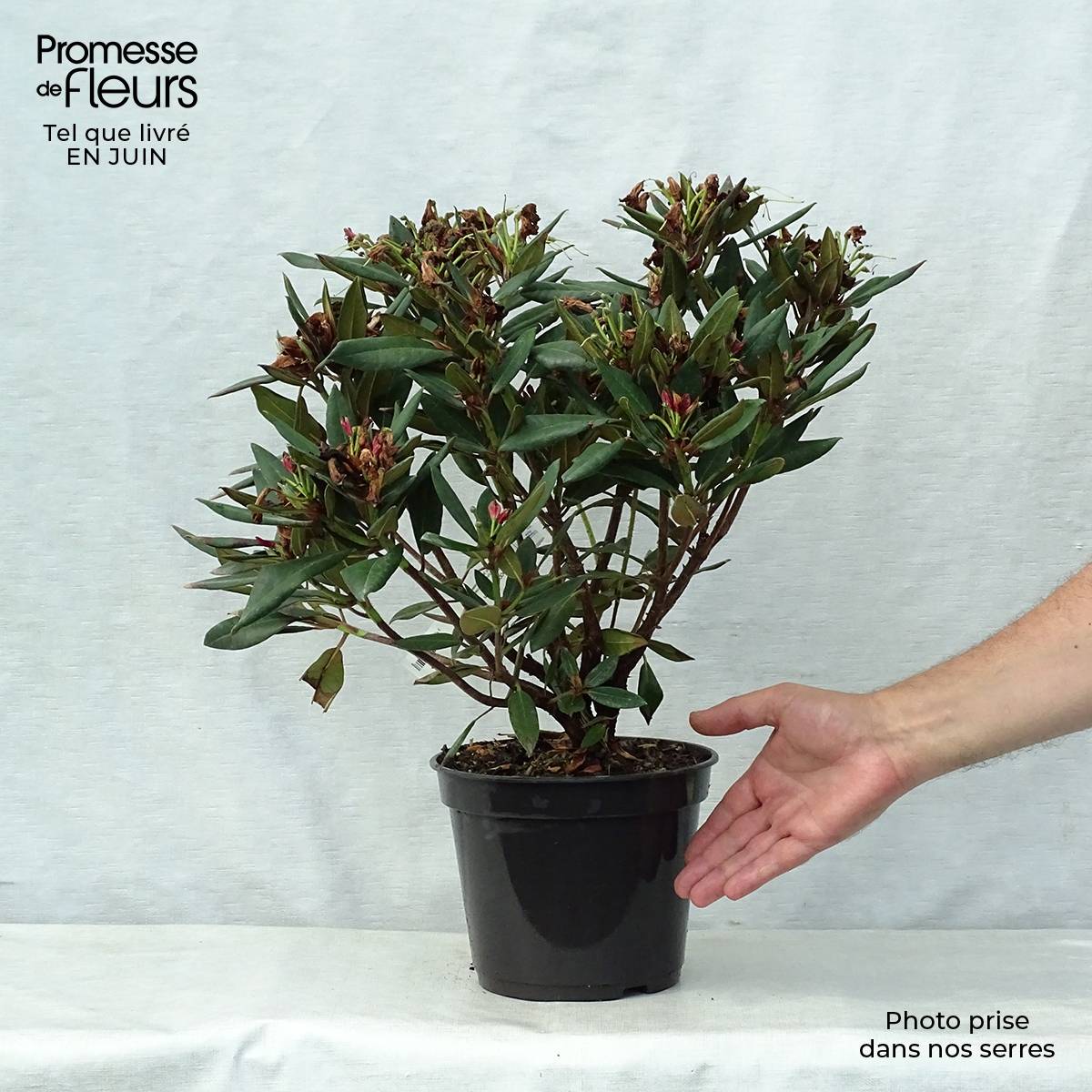 Rhododendron Winsome - Rhododendron nain Pot de 3L/4L - Image 2