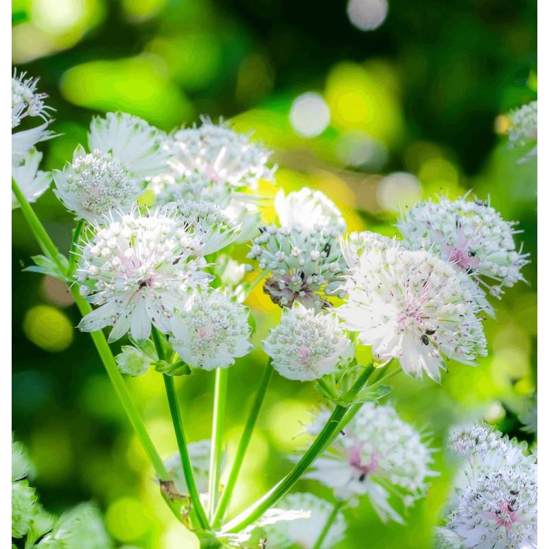 Astrance major Shaggy à fleurs Rose/Blanche - feuillage Caduc - Godet - 5/20 cm - Imagen 2