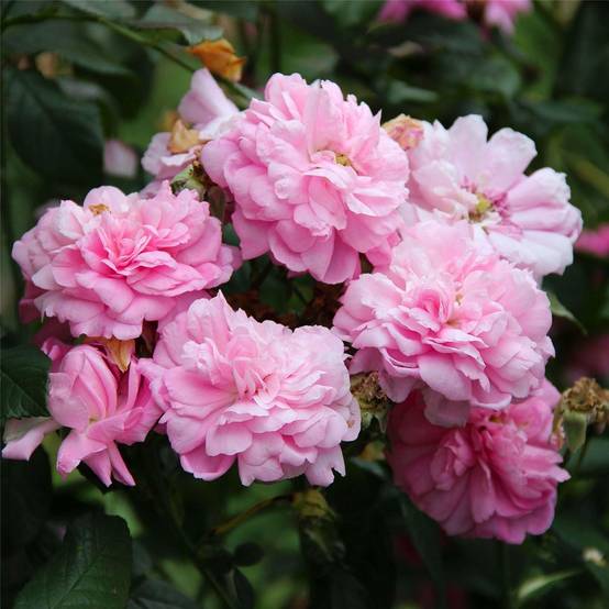 Rosier ancien de Damas Ispahan (Pompon des Princes) Pot de 4L/5L