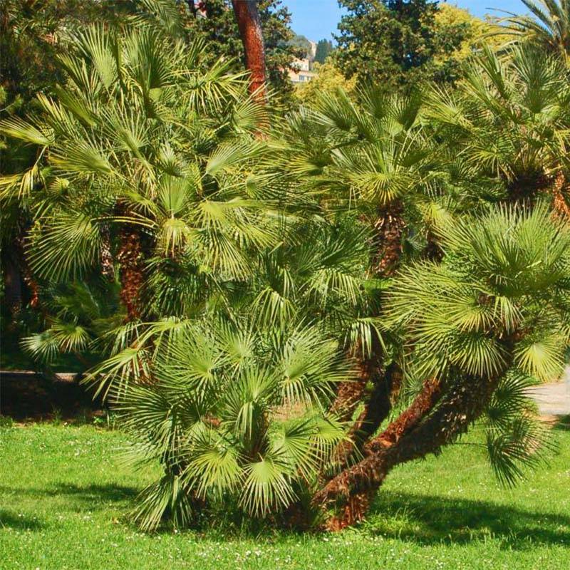 Promesse de Fleurs - Chamaerops humilis - Palmier nain Pot de 12L/15L - Image 1