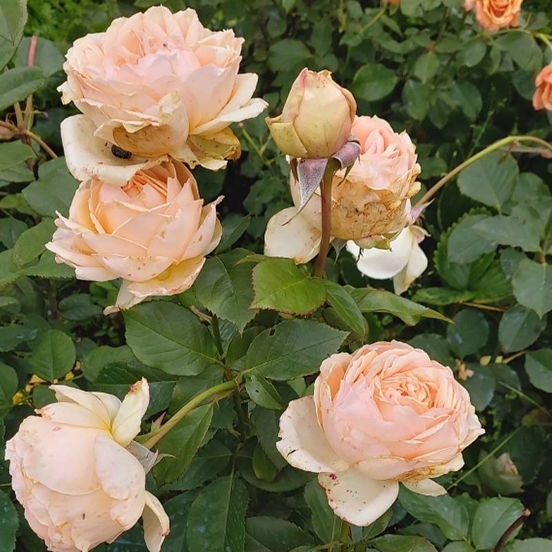 Rosier à grandes fleurs Anahe Racines nues en motte