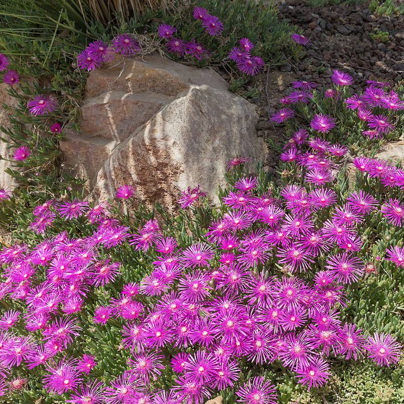 Promesse de Fleurs - Delosperma cooperi - Pourpier de Cooper Godet de 7/8 cm