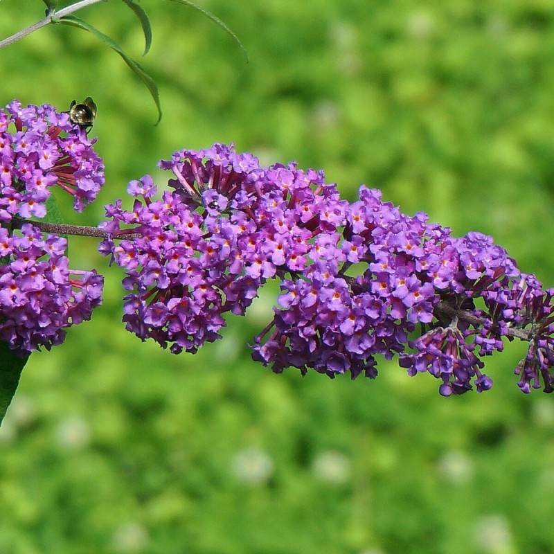 Arbre aux papillons bleu Empire Blue, Buddleia à fleurs Bleue - feuillage Caduc - Pot de 3L - 20/40 cm-  hauteur à maturité De 2,00 m à 2,50 m - Imagen 1