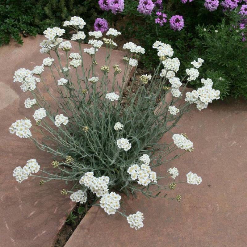 Achillée de keller à fleurs Blanche - feuillage Caduc - Godet - 5/20 cm-  hauteur à maturité De 0,15 m à 0,50 m - Imagen 1