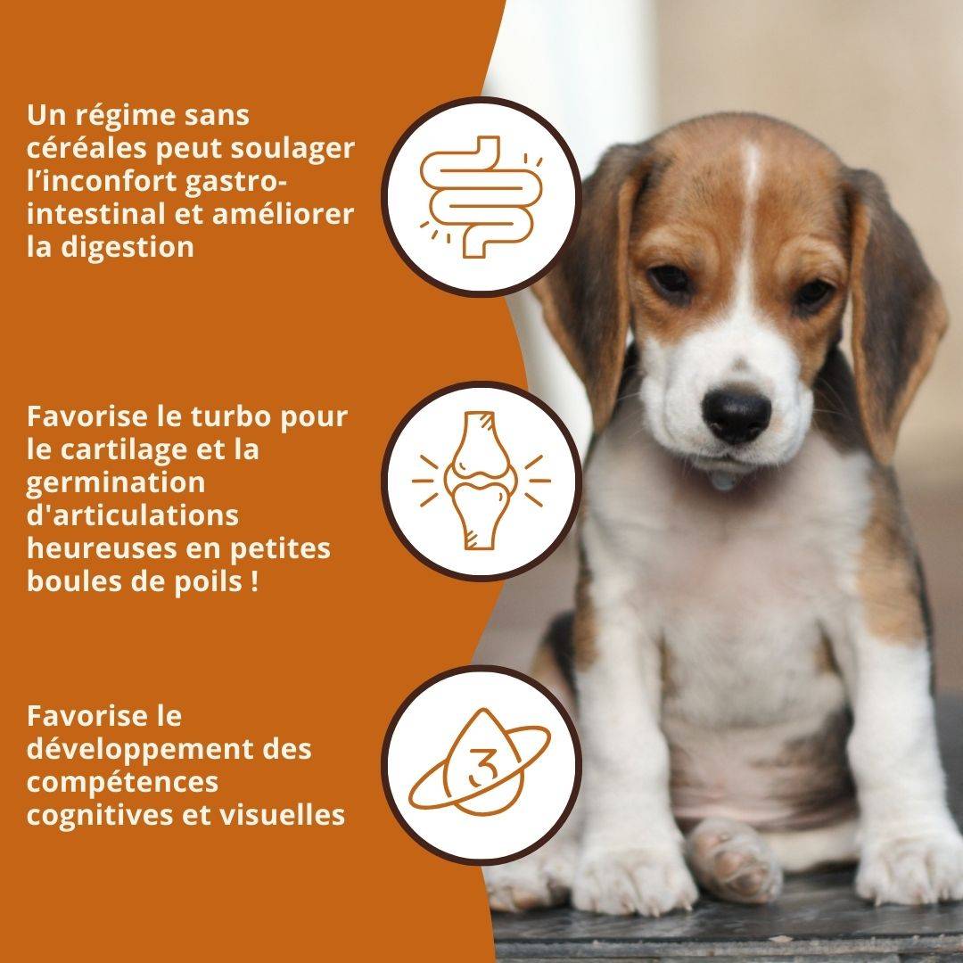 Wildfang - Wildfang Croquettes Junior au poulet pour chiots - sans céréales - 6 kg - Image 6