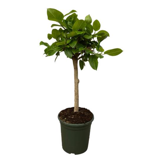 Ficus Altissimo Variegata - D21 H100cm
